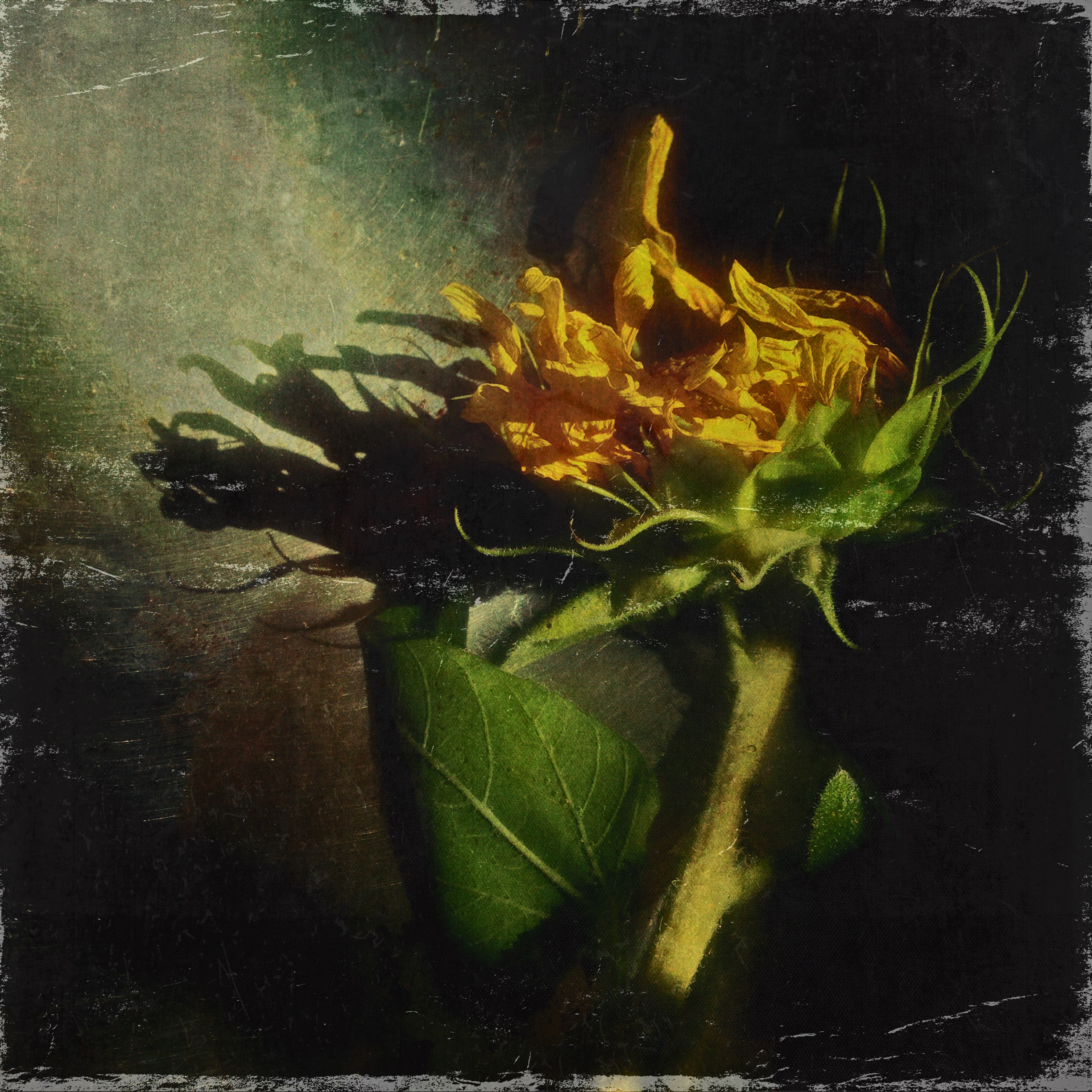 summer's end sunflower photograph